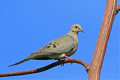 Mourning Dove